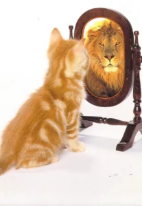 Self confidence built, cat looking in mirror